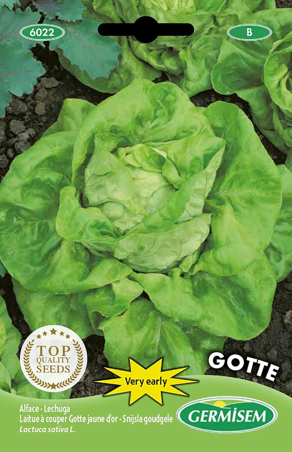 Kopfsalat MARVEL of WINTER, Mehrfarbig, EC6020