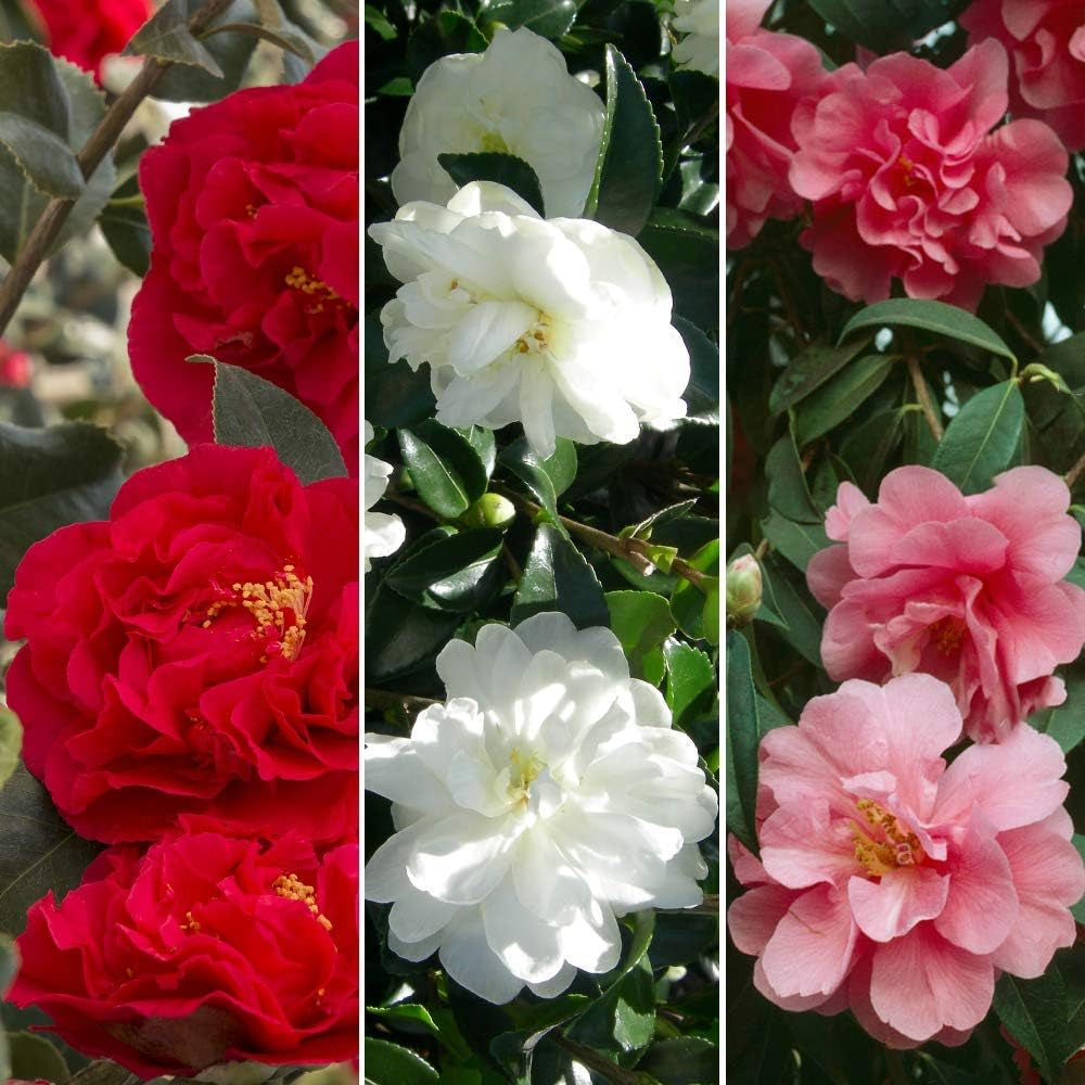Set mit 3 Camellia Gardeners Dream (Rot, Weiß und Rosa) – winterharte immergrüne blühende Sträucher – winterharte Gartenpflanzen – winterharte Balkonpflanzen – winterharte Topfpflanzen