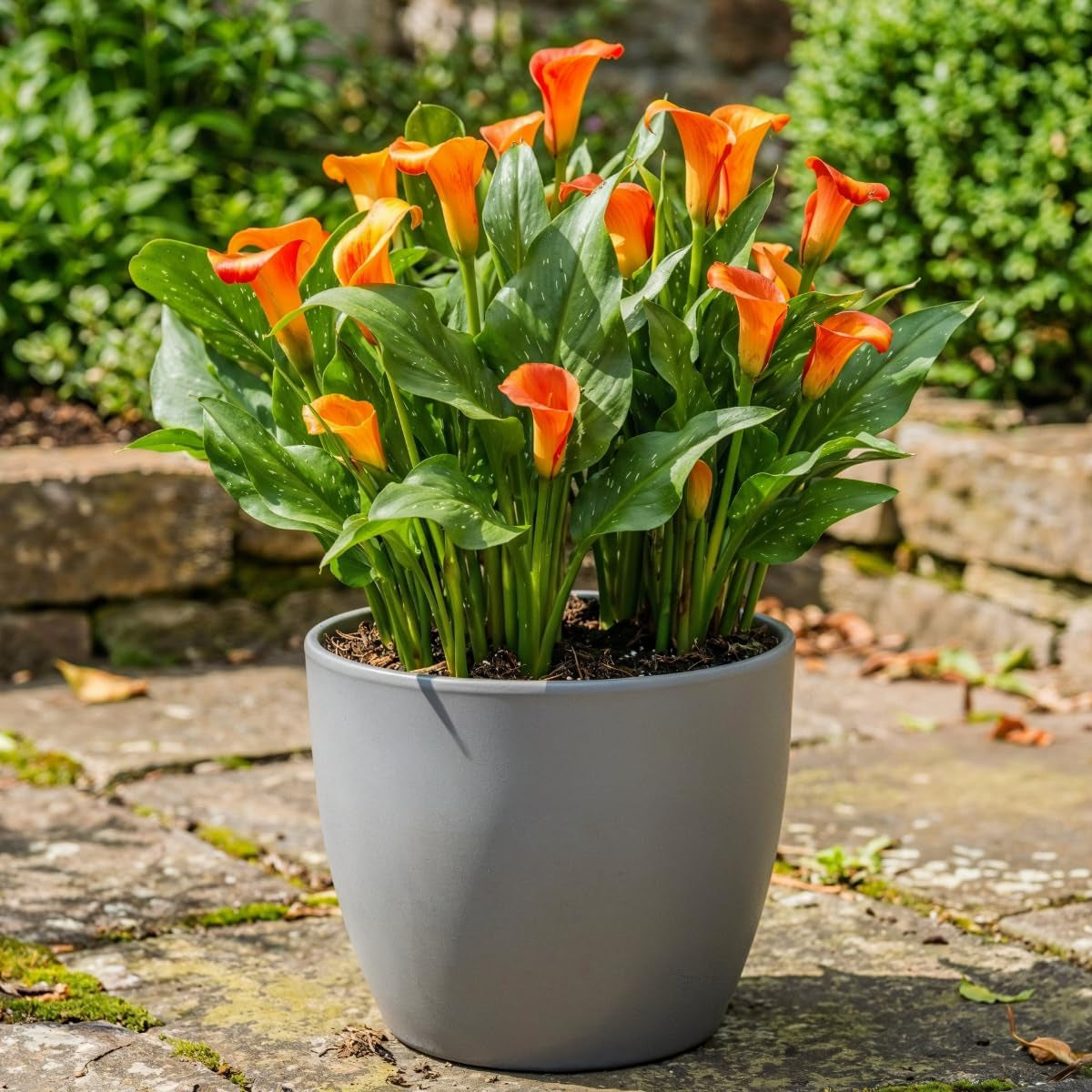 Calla-Zwiebeln, winterhart, mehrjährig – Zantedeschia Orange Passion (Orange) – 5 große Blumenzwiebeln – echte Holland-Pflanzen – für Garten und Töpfe (keine Samen, nicht künstlich)
