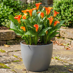 Calla-Zwiebeln, winterhart, mehrjährig – Zantedeschia Orange Passion (Orange) – 5 große Blumenzwiebeln – echte Holland-Pflanzen – für Garten und Töpfe (keine Samen, nicht künstlich)