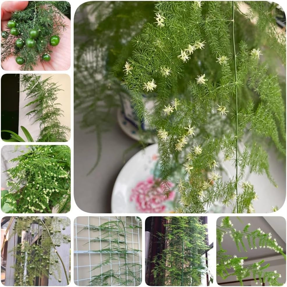Asparagus Fern, Immergrüne Asparagus Setaceus, Balkongewächshäuser Topfpflanzen Draußen Winterhart Spargelfarn Alte Sorten Wohnzimmer Deko 85Samen