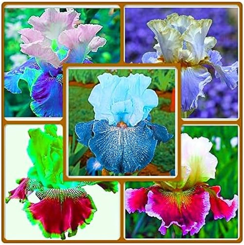 Lebende Pflanzen,Mehrjährige Blumenzwiebel ist winterhart, Winterhart pflanzen, Mysteriöse magische Glühbirne, Blumenzwiebel Mix-4 Oxalis Triangularis Blumenzwiebeln