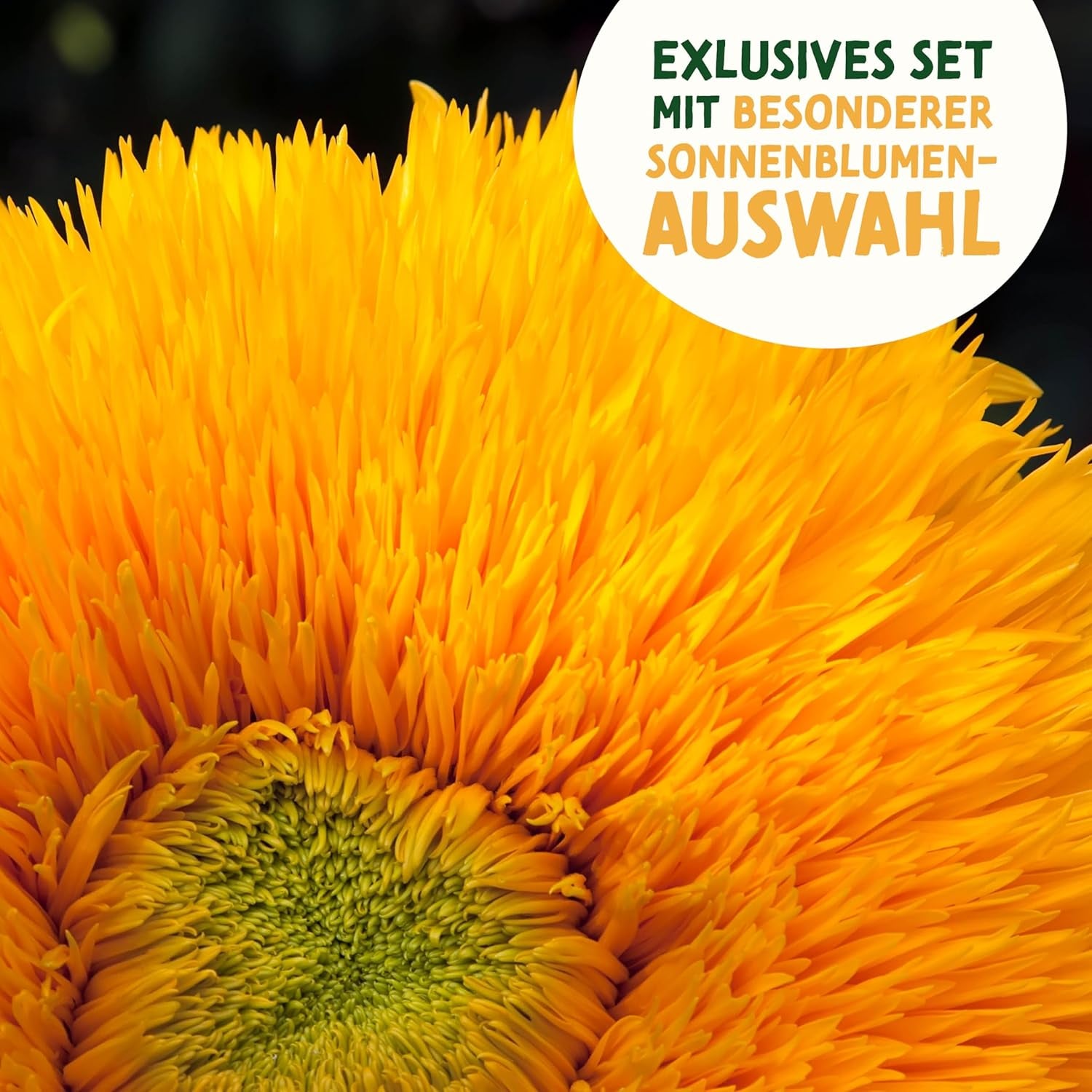 Sonnenblumenkern-Set - 8 Sorten Sonnenblumenkerne - Sonnenblumenkerne im praktischen Pflanzset - Sommerblumensamen, Wildblumenmischung - Blumensamen zum Einpflanzen