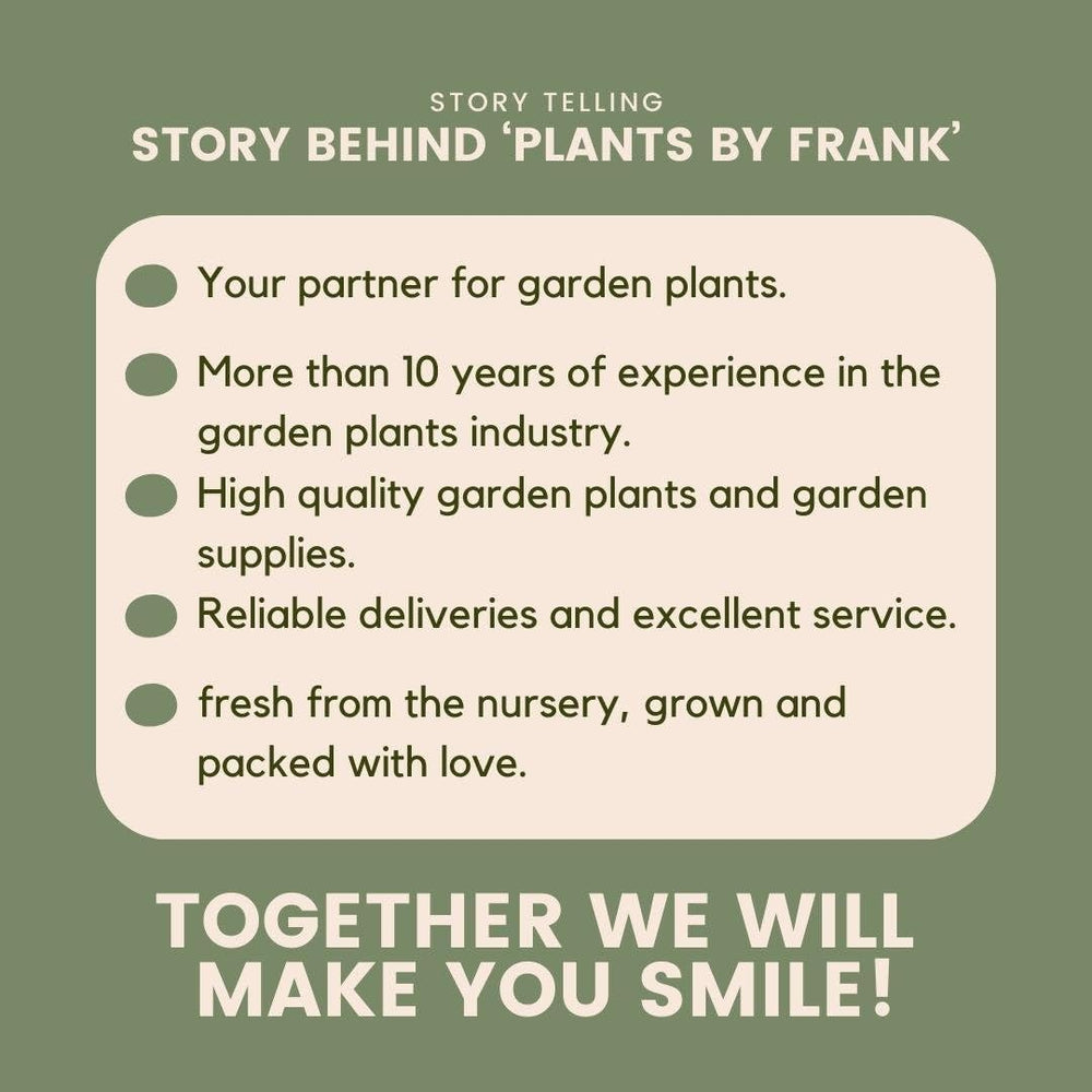 Plants by Frank | Bambus Pflanze Winterhart Im Set Von 6 Pflanzen | Fargesia Rufa | Gartenpflanzen | Gräser Winterhart Mehrjährig |Ø13 Cm | 25 Cm | Keine Wurzelausläufer