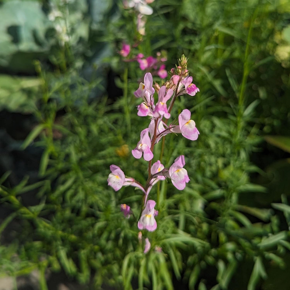 Marokkanischer Flachs (Linaria maroccana) ca. 2000 Samen der einjährigen Sommerblume, langblühende Schnittblume