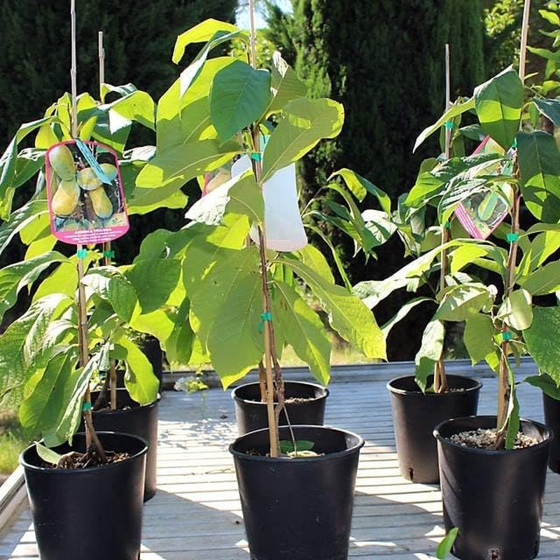 Asimina Triloba Sunflower (Pawpaw) Obstpflanze Antik Auf Topf 18-Max. 50Cm