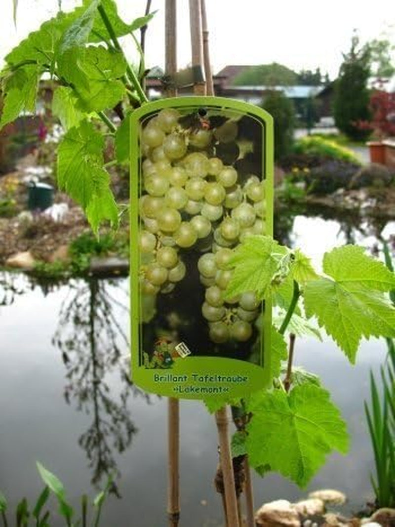 Vitis Vinifera ‘Lakemont’ 80 Cm, 3 L Topf – Winterhart & Mehrjährig – Tafeltraube Kernlos – Kletterpflanze Für Pergola & Rankhilfe