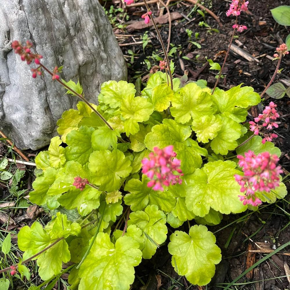 Heuchera - Purpurglöckchen Küchenkräuter Balkonpflanzen Wildkräuter Luftreinigende Zimmerpflanzen Kräuterpflanzen Geschenke Für Immergrüne Sträucher Hecken Hochbeet 250Samen