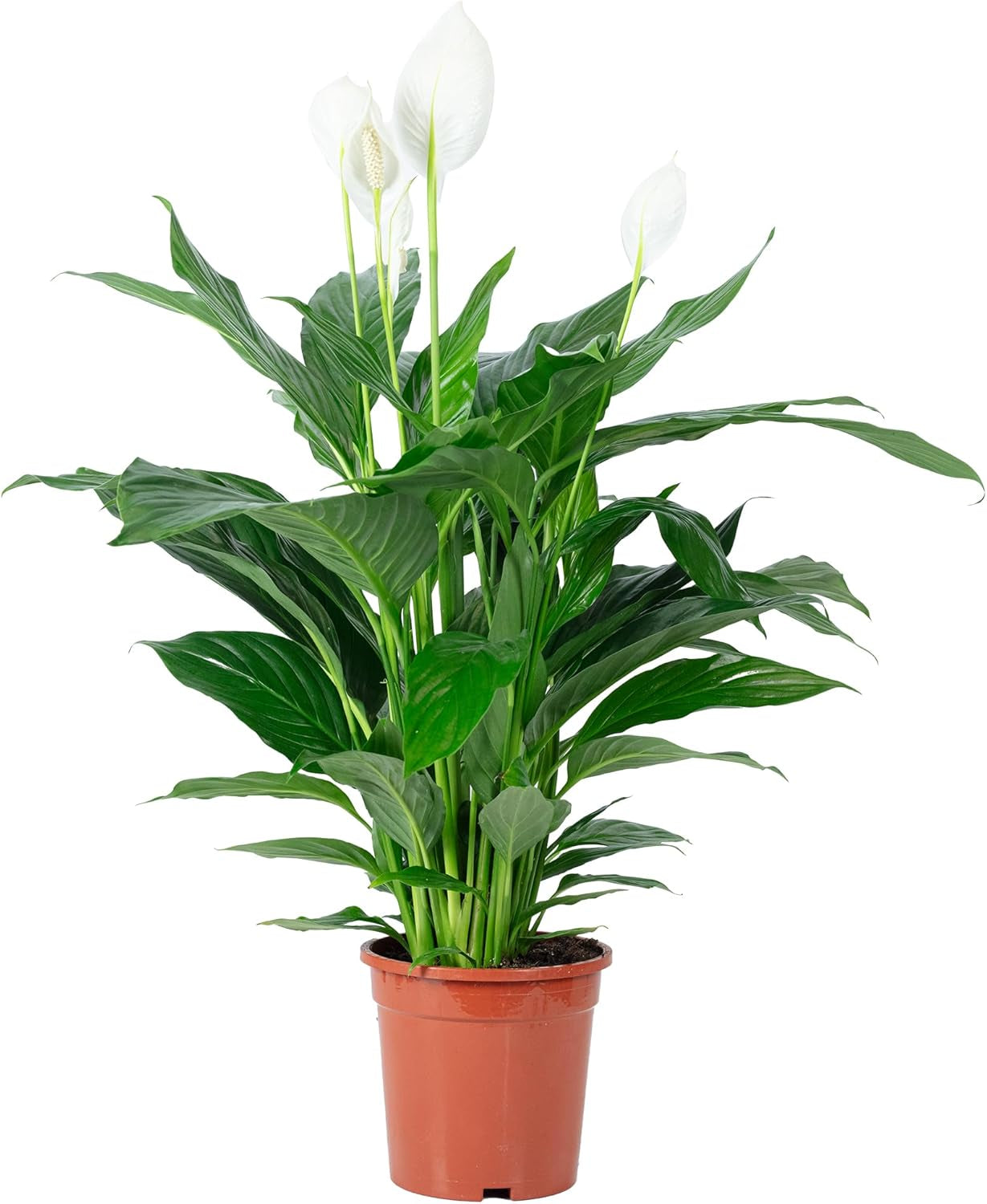 Einblatt - Echte Zimmerpflanze, Spathiphyllum Lauretta - Höhe Ca. 90 Cm, Topf-Ø 19 Cm