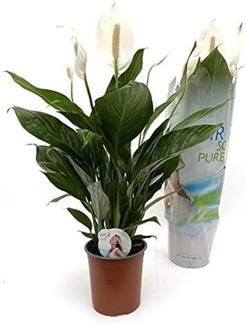 Spathiphyllum 'Bingo Cupido' 80 Cm - Einblatt Scheidenblatt Friedenslilie Blattfahne