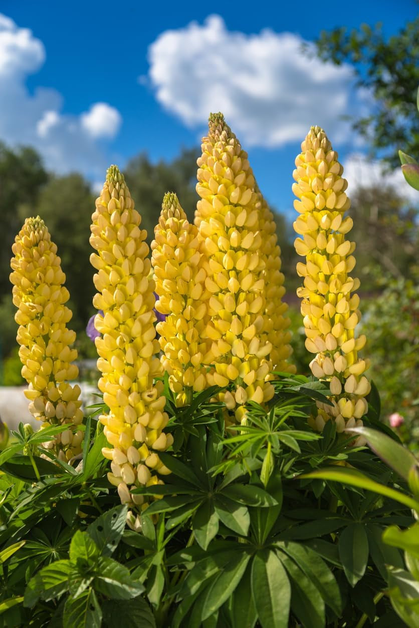 1000 Lupinensamen-Mischung, blau-weiß-gelber Dünger für Wildblumen, Bienen, Schmetterlinge