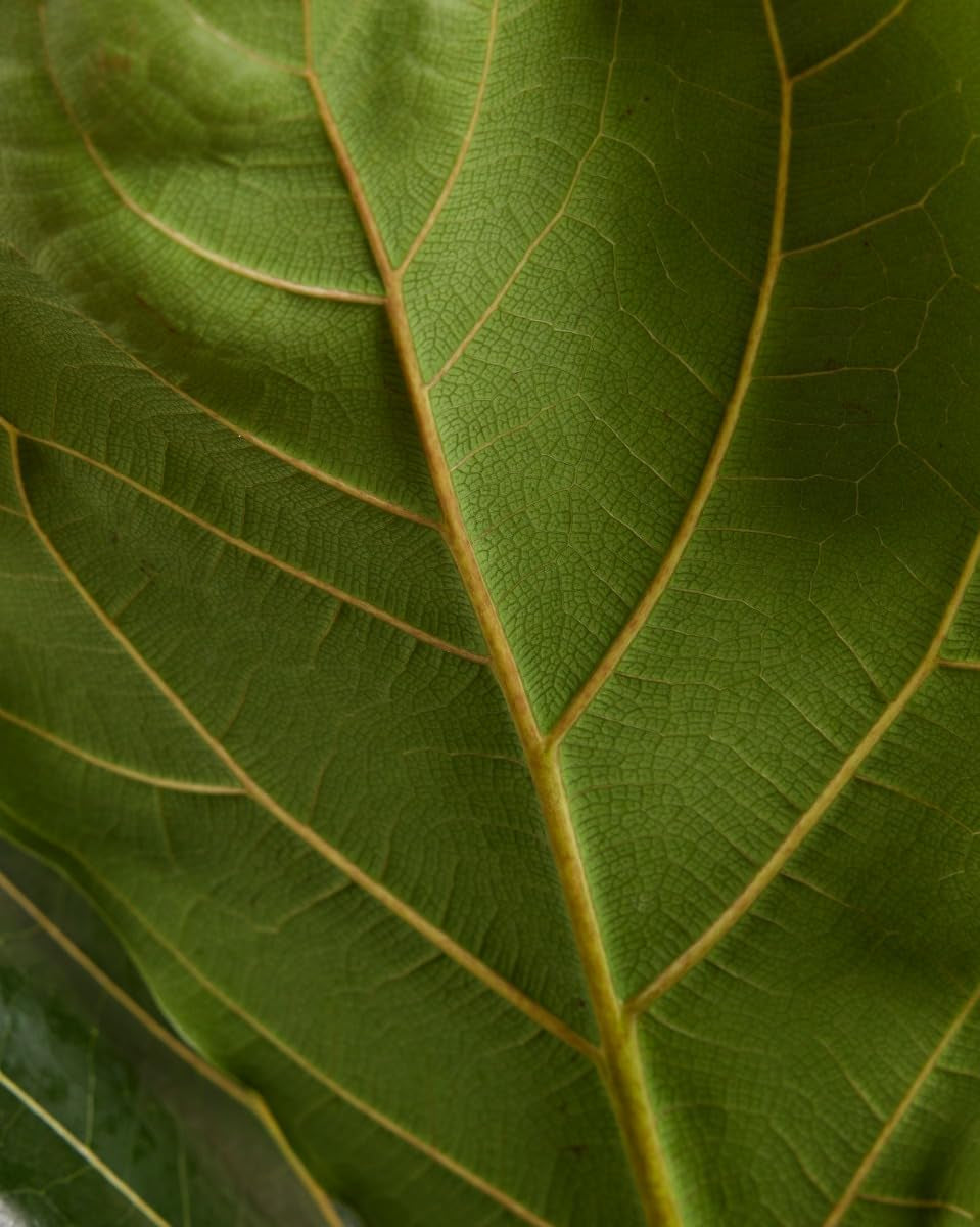 Ficus Lyrata (Feigen) - Zimmerpflanzen, Pflanzen Echt, Nachhaltige Verpackung Geigen-Feige- 21Cm Topf - Höhe 110Cm - Direkt Von Der Gärtnerei