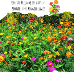 Zinnien-Samenmischung (Zinnia) – Bunte Sommerblumen für Gartenbeet, Balkon, Terrasse und als Schnittblumen in Vasen
