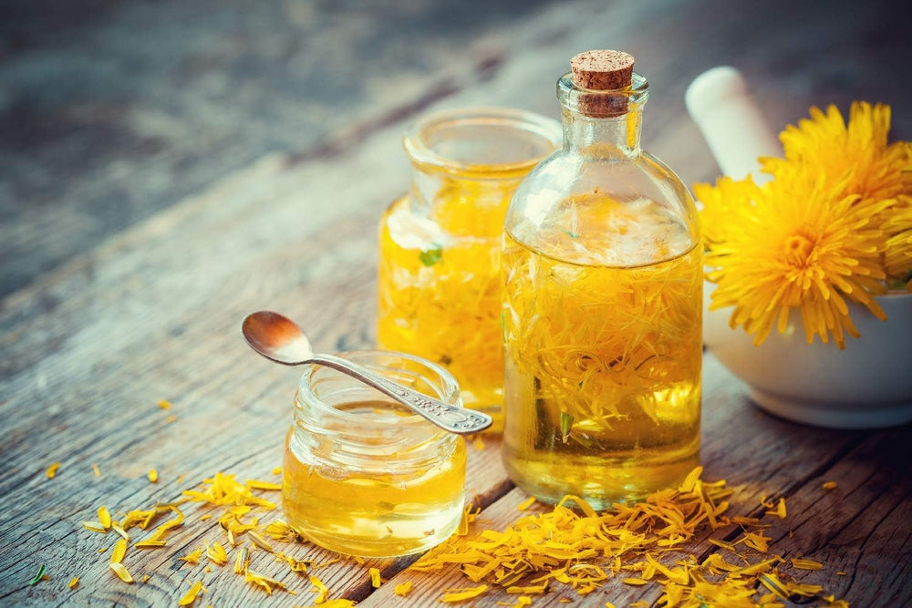 SAFLAX - BIO - Löwenzahn - 400 Samen - Taraxacum officinale