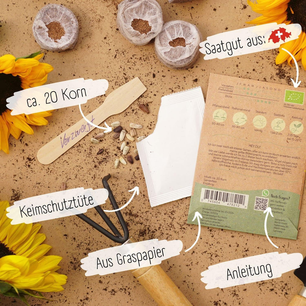 Bio-Sonnenblumenkerne, verzweigt, 20 Sonnenblumenkerne mit hoher Keimrate, Sonnenblumenkerne für den Garten, Balkon, Blumenbeet oder Gastgeschenk. Frei bestäubte Blumensamen.