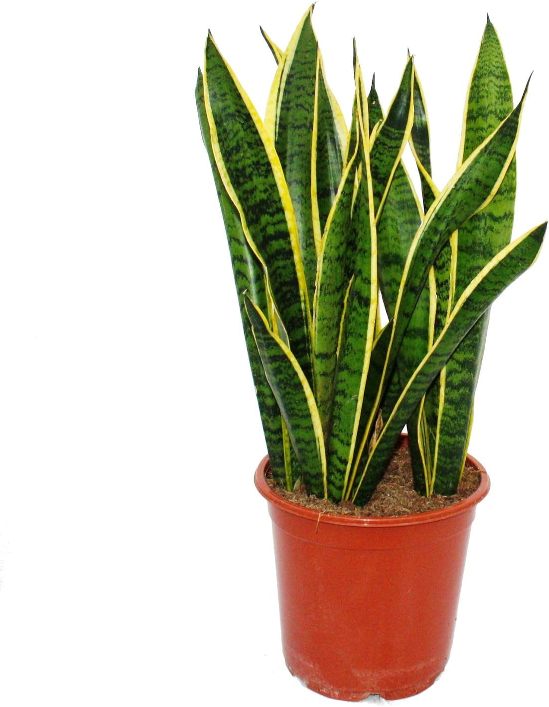 Exotenherz - Sansevieria Trifaciata Hahnii - 3 Versch. Pflanzen Im 5,5Cm Topf - Bogenhanf, Schwiegermutterzunge