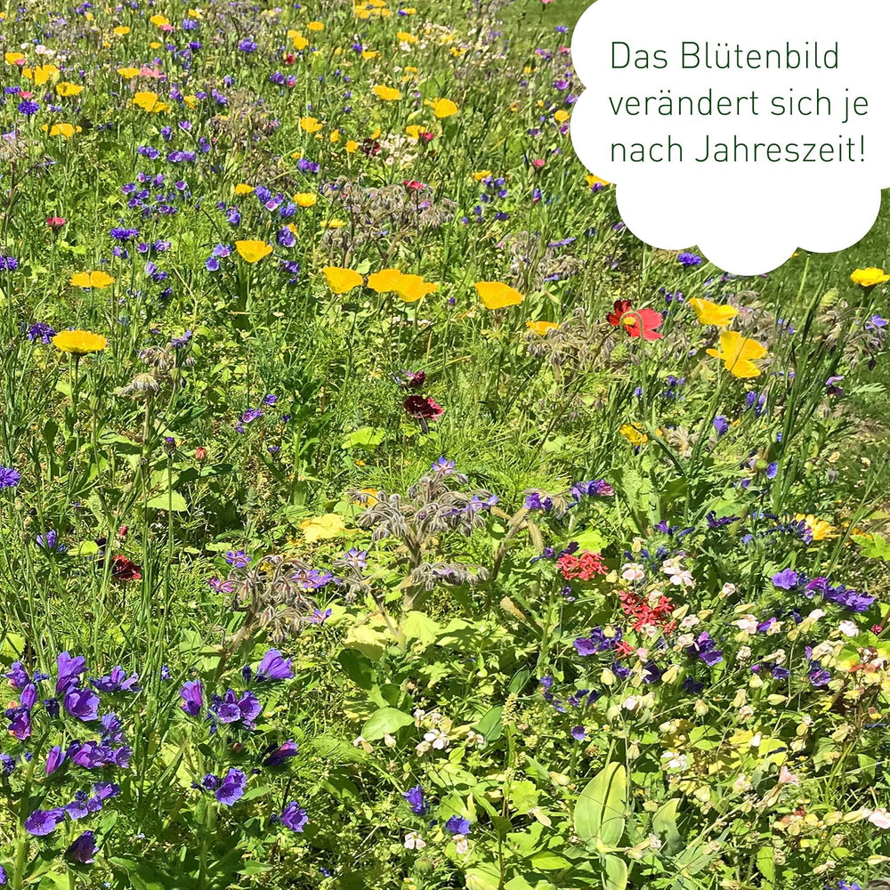 Butterfly Meeting Blumenmischung: 100 g Premium-Schmetterlingsblumensamen – insektenfreundliche Bienensamen, mehrjährige und einjährige Blumensamen für Wiesen – Wildblumensamen von OwnGrown