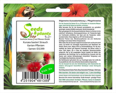 Stk - 30X Kunzea Baxteri Strauch Garten Pflanzen - Samen ID1399 -