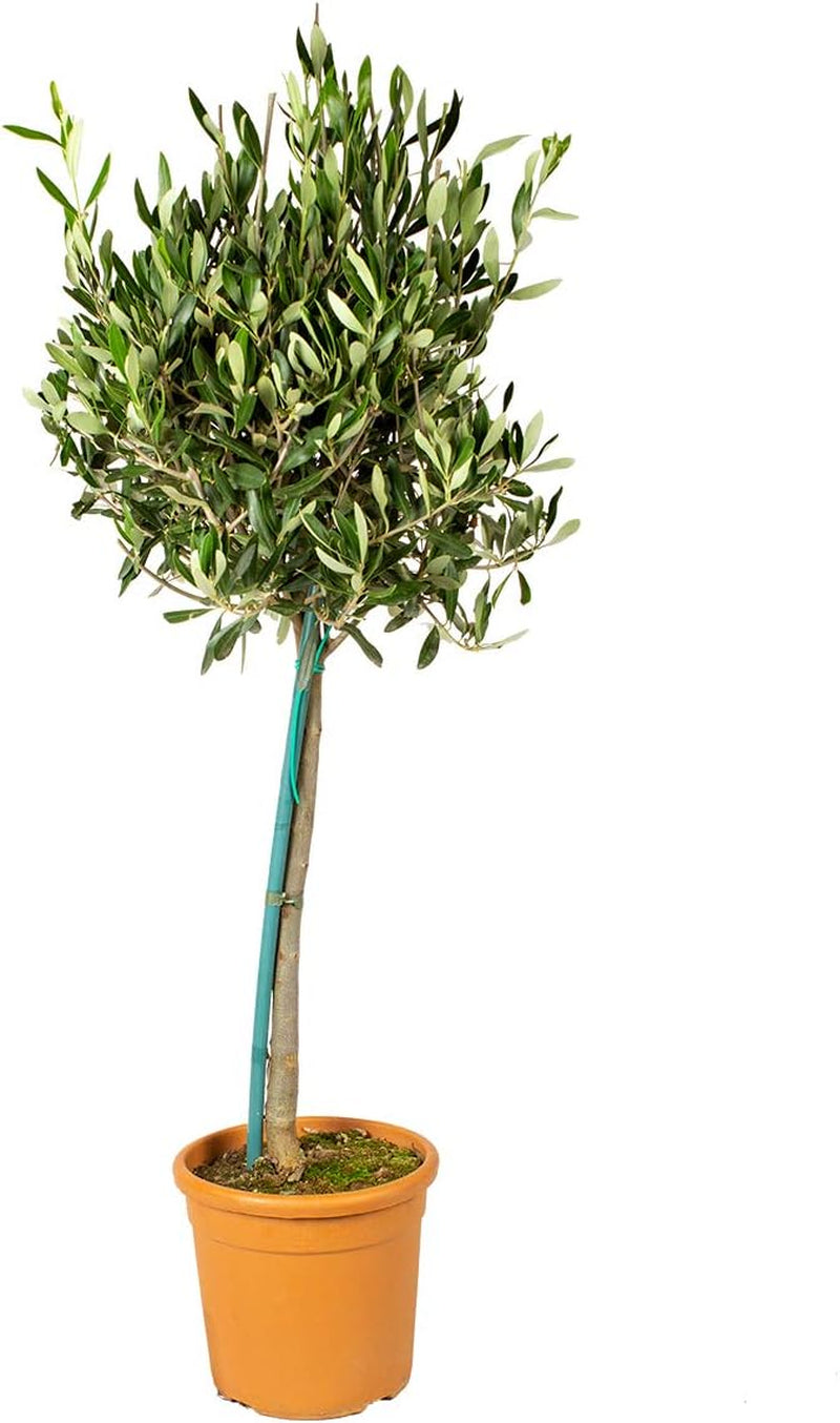 Bloomique - Olea Europaea - Olivenbaum Echt - Gartenpflanzen Winterhart - Höhe 80-90 Cm - Topf 19 Cm