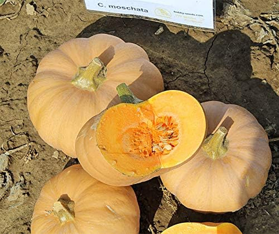 Butterkin F1 Kürbissamen Von Bobby-Seeds Portion