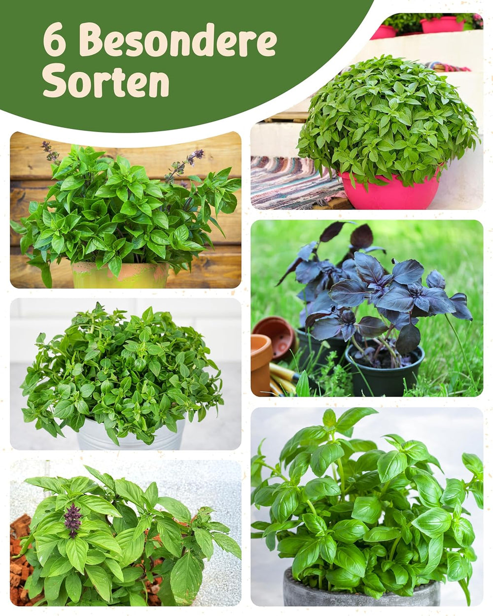 Bio-Basilikumsamen im 6er-Set – 6 Basilikumsamen für den einfachen Anbau im Garten, Balkon oder Hochbeet – Pflanzensamen – Setzlinge