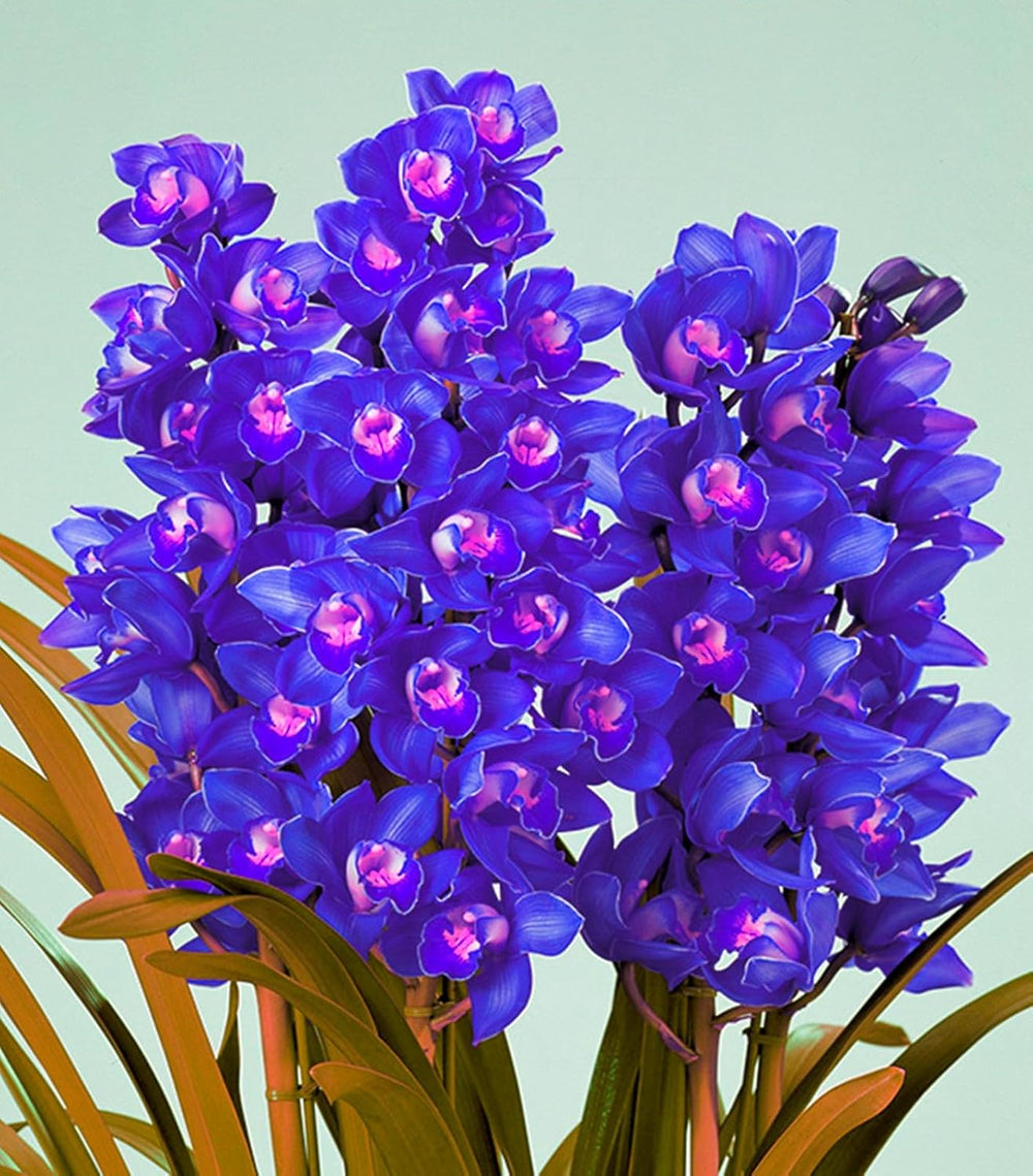 Lebende Pflanzen,Mehrjährige Blumenzwiebel ist winterhart, Winterhart pflanzen, Mysteriöse magische Glühbirne, Blumenzwiebel Mix-4 Oxalis Triangularis Blumenzwiebeln