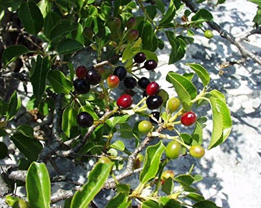 Steinweichsel, Felsen- Oder Weichselkirsche (Prunus Mahaleb) 1000 Samen