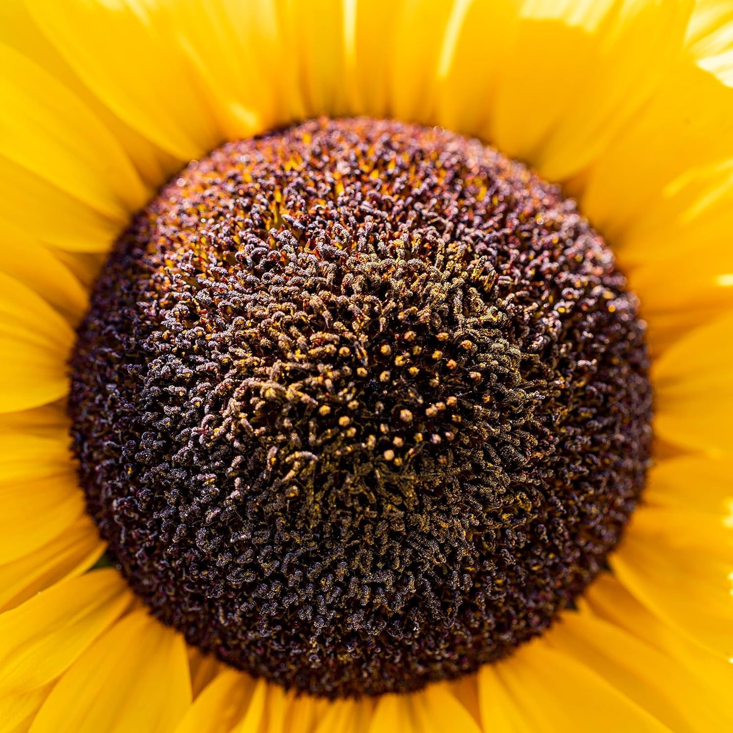 Semințe de floarea-soarelui Discus galben (Helianthus annuus): Semințe de floarea-soarelui premium, semințe de floarea-soarelui pentru cultivarea a aproximativ 20 de plante de floarea-soarelui – Semințe de flori prietenoase cu insectele de la OwnGrown