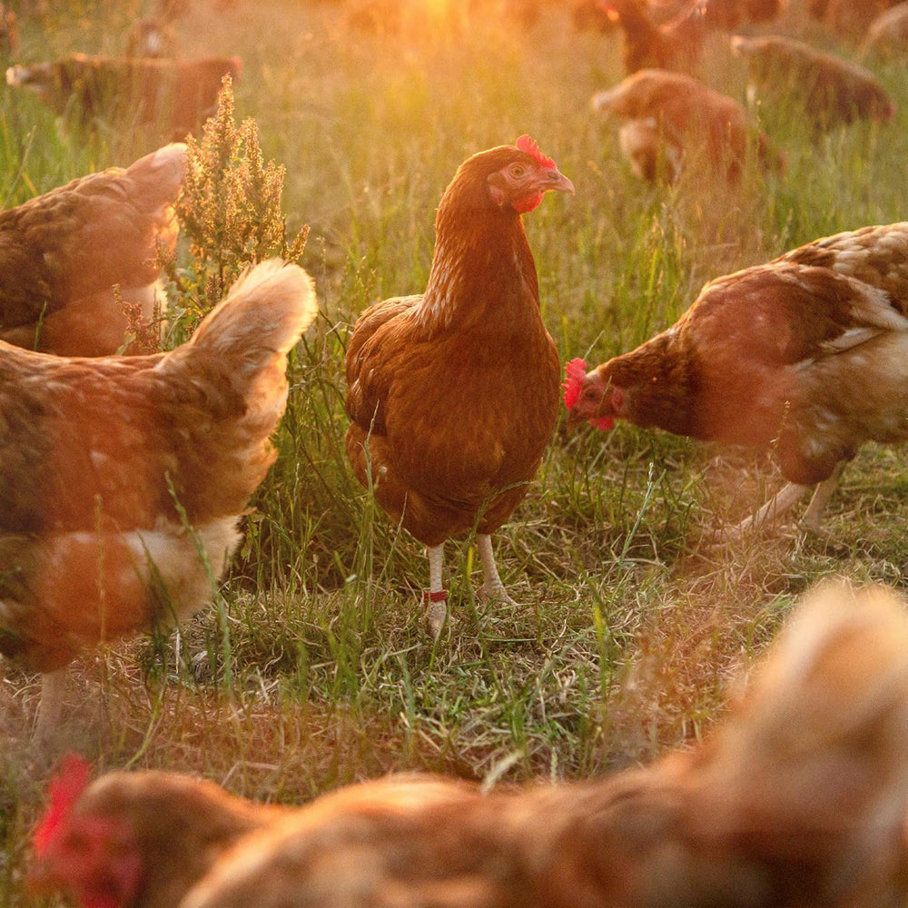 Ida Plus - GoldenEgg 200 ml - reduzierte Brucheier & Federfressen - unterstütztes Federwachstum & Federkleid - Wichtige Mineralien & Vitamine für Hühner - Beste Eierqualität bei Ihrer Hühnerhaltung