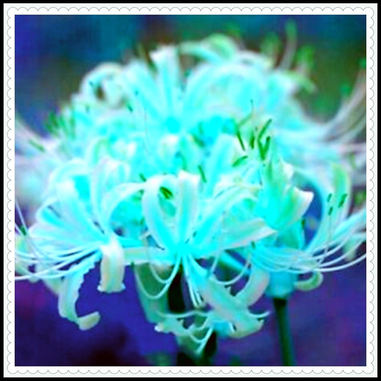 Blumenzwiebelmischung, Mystery Magic-Zwiebel, winterharte Pflanzung, winterharte mehrjährige Blumenzwiebel, winterharte Blumenzwiebeln – 3 Orchideenzwiebeln