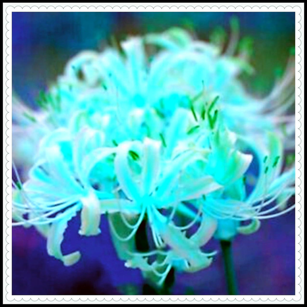 Blumenzwiebelmischung, Mystery Magic-Zwiebel, winterharte Pflanzung, winterharte mehrjährige Blumenzwiebel, winterharte Blumenzwiebeln – 3 Orchideenzwiebeln