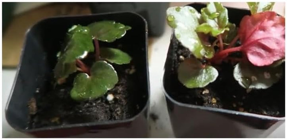 Stk - 10X Begonia Dregei Begonia Partita Ziersträucher Garten Pflanzen - Samen ID329 -