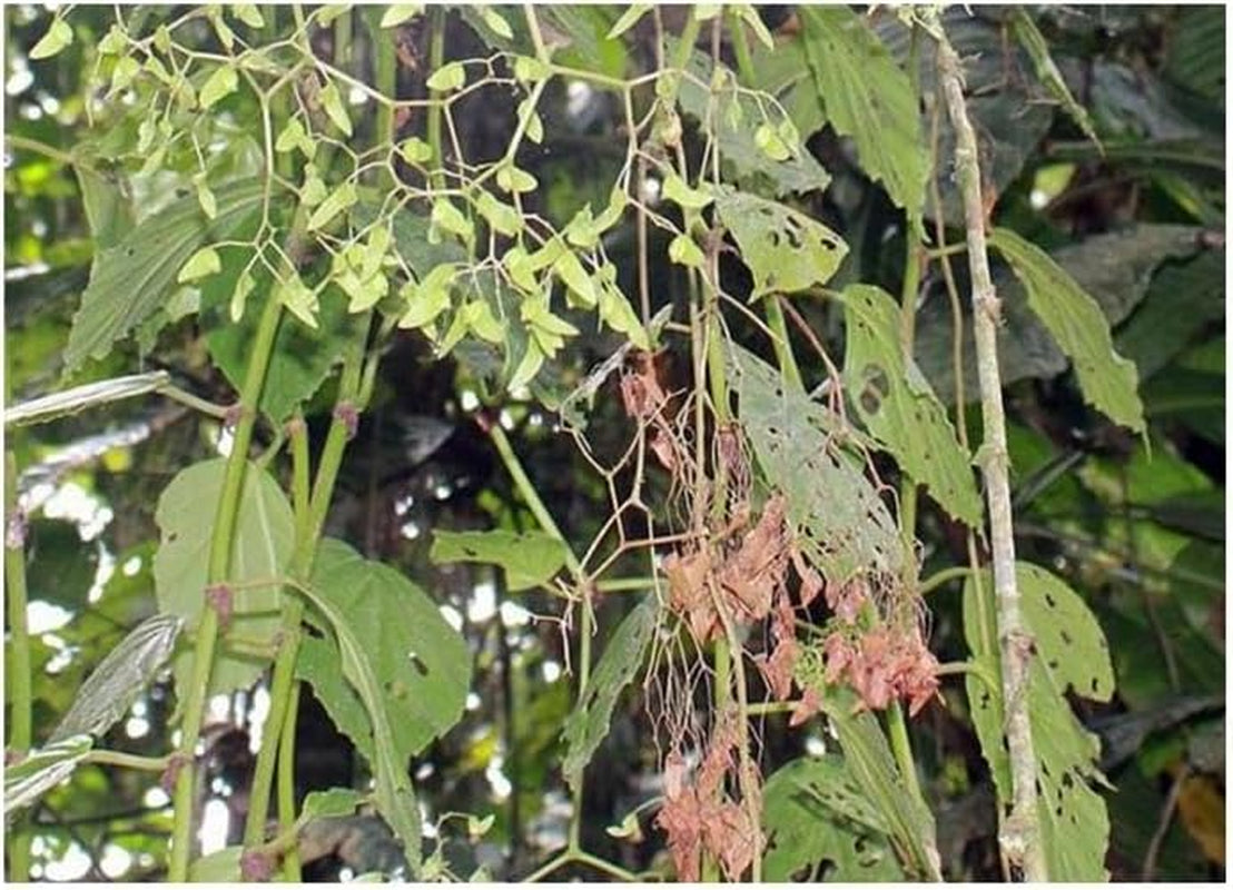 Stk - 10X Begonia Glabra Ziersträucher Garten Pflanzen - Samen ID330 -