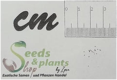 Stk - 10X Begonia Fischeri Ziersträucher Garten Pflanzen - Samen ID333 -