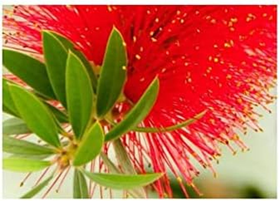 Stk - 30X Kunzea Baxteri Strauch Garten Pflanzen - Samen ID1399 -