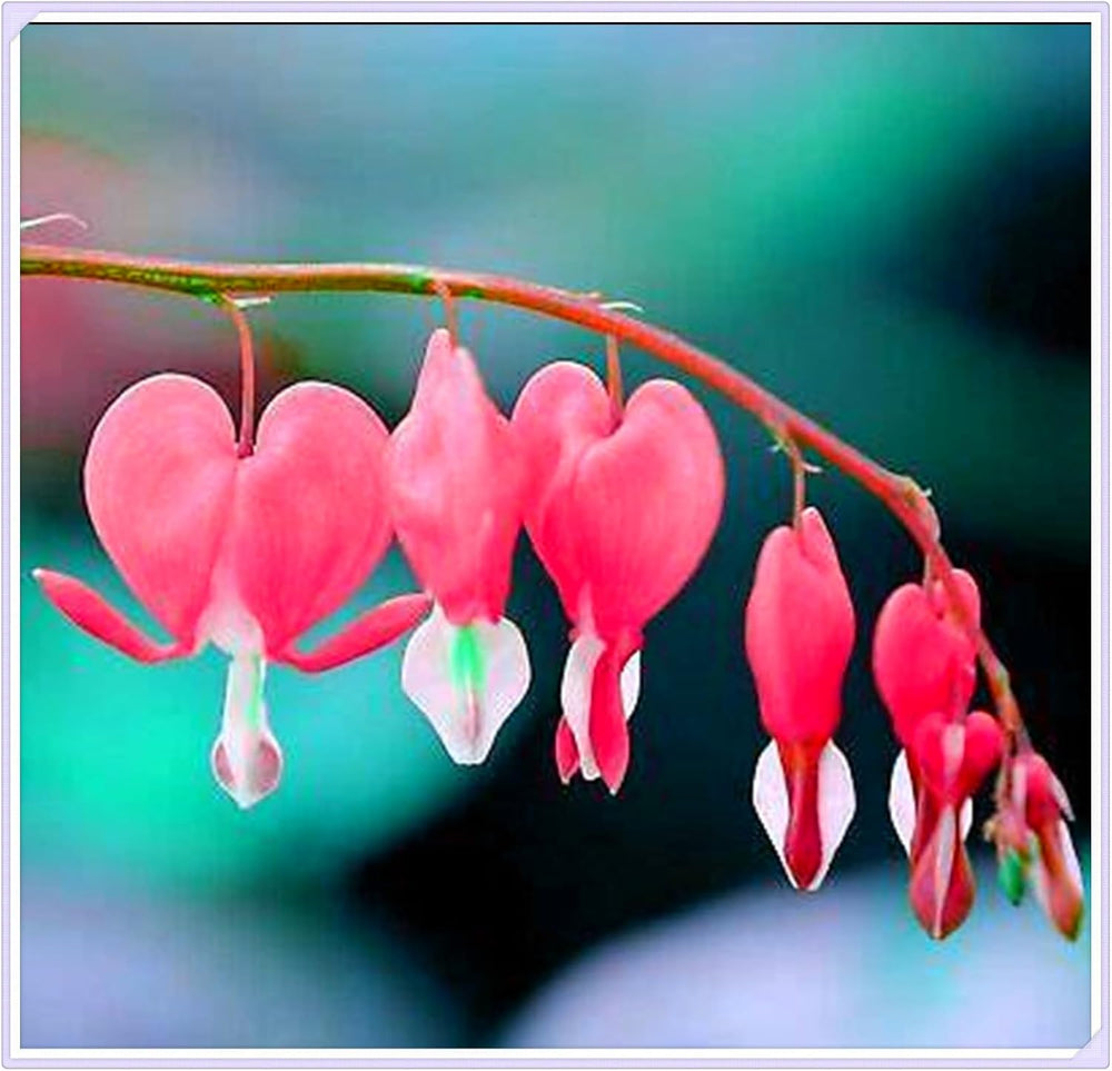 Blumenzwiebelmischung, Mystery Magic-Zwiebel, winterharte Pflanzung, winterharte mehrjährige Blumenzwiebel, winterharte Blumenzwiebeln – 3 Orchideenzwiebeln
