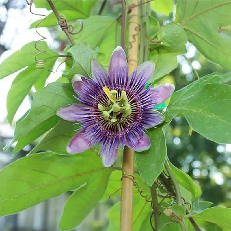 Passionsblume Edulis Spalier - Obstpflanze Alte Frucht Auf Blumentopf 26 Baum Max 200 Cm – 4 Jahre Anbau Italien