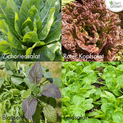 Salatsamen: Set mit 8 Sorten Salatsamen für Garten und Balkon – Salatsamen, Senfblatt, Feldsalat (winterhart), Radicchio, Endiviensamen, Chicorée – Salatgemüsesamen von OwnGrown