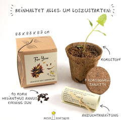 Geschenkset für den Pflanzenanbau – Sunflower Sunset, einschließlich Töpfen, Substrat und Anbauanleitung