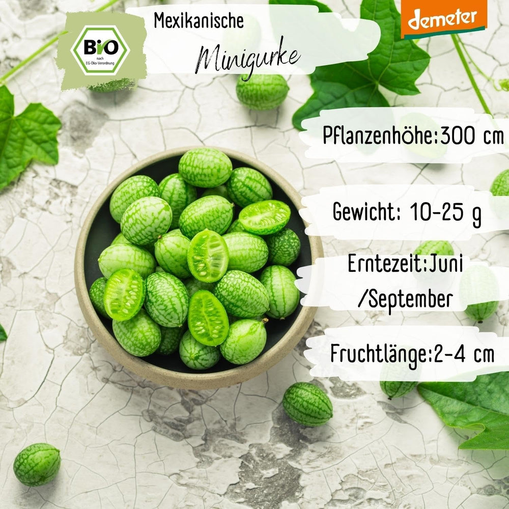 Semințe de castraveți mini mexicani organici, 10 semințe de castraveți gustare, rată mare de germinare, certificate Demeter și polenizate deschis | Semințe de legume de la LOVEPLANTS, pentru balcon, grădină, strat înălțat – Soiuri de legume Heirloom