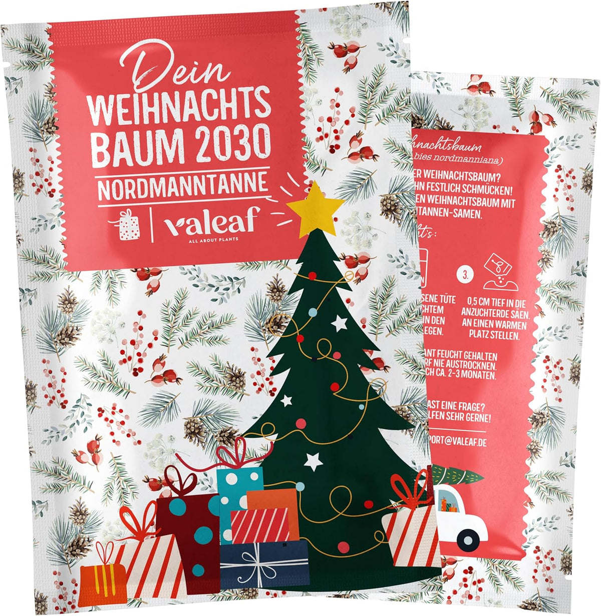 Weihnachtsbaum 2030 – Nordmann Weihnachtsbaumsamen zum Pflanzen eines Weihnachtsbaumes, ideal als Wichtelgeschenk zu Weihnachten