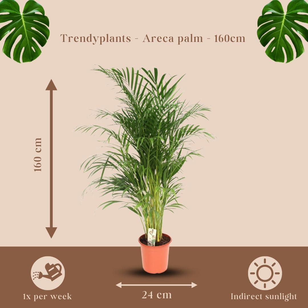 Trendyplants - Areca Palme - Goldpalme - Zimmerpflanze - Höhe 150-170 Cm - Topfgröße Ø24Cm
