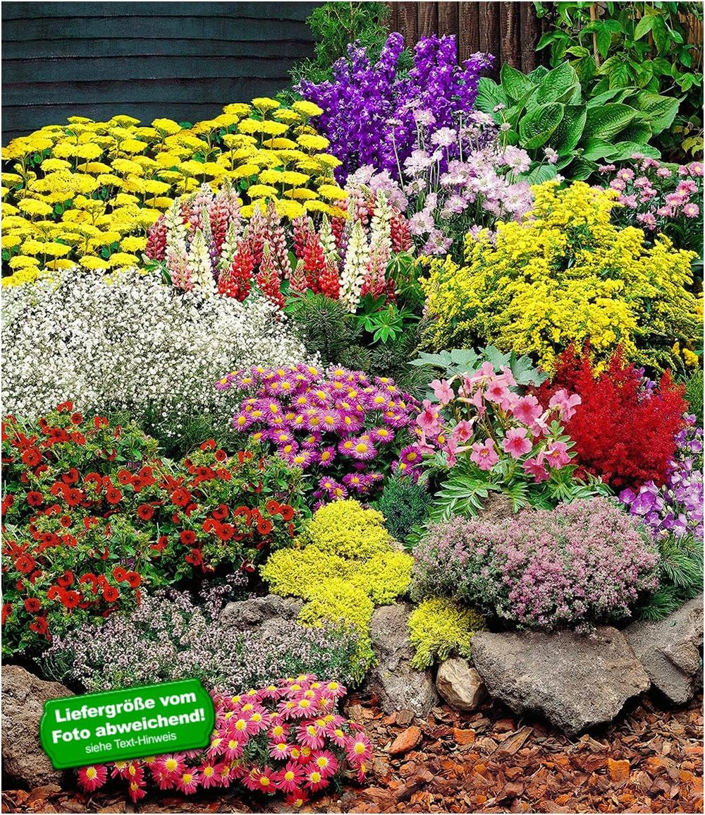 BALDUR Garten 12Er Set Großer Staudengarten, Pflanzen Im 7X7 Cm-Topf, Begeistert Jedes Jahr Mit Seiner Blütenfülle, Buntes Staudenbeet, Winterhart, Bienenfreundlich, Für Beete & Naturgärten