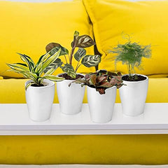 Vdvelde.Com - Mini Plants 10-10 Farne Und Zimmerpflanzen - Ø 6 Cm ↥ Ca. 10 Cm - Ohne Töpfe