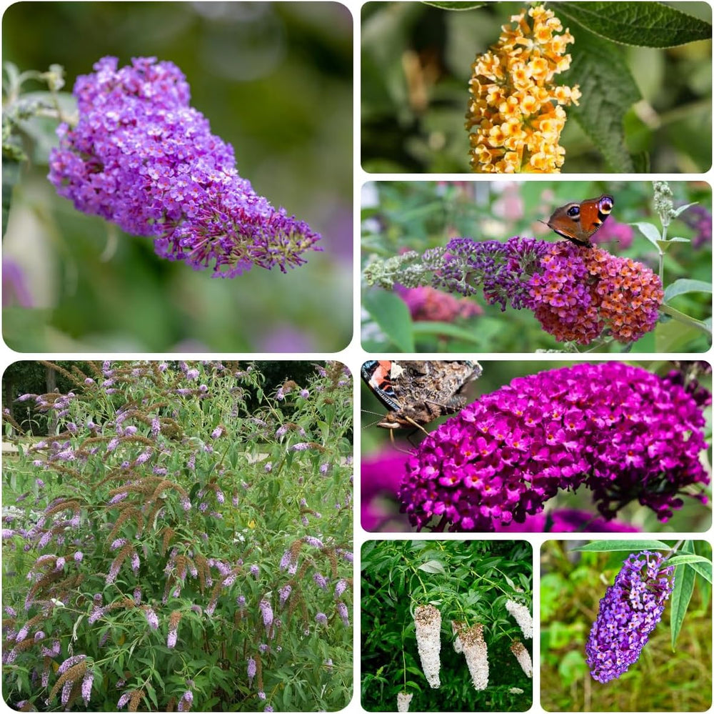 Schmetterlingsflieder Winterhart - Stauden Sommerflieder Mehrjährig 500Samen