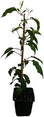 4 X Minikiwi Pflanzen Bayernkiwi - Kens Red - Traubenkiwi Actinidia Arguta Winterharte Kiwi