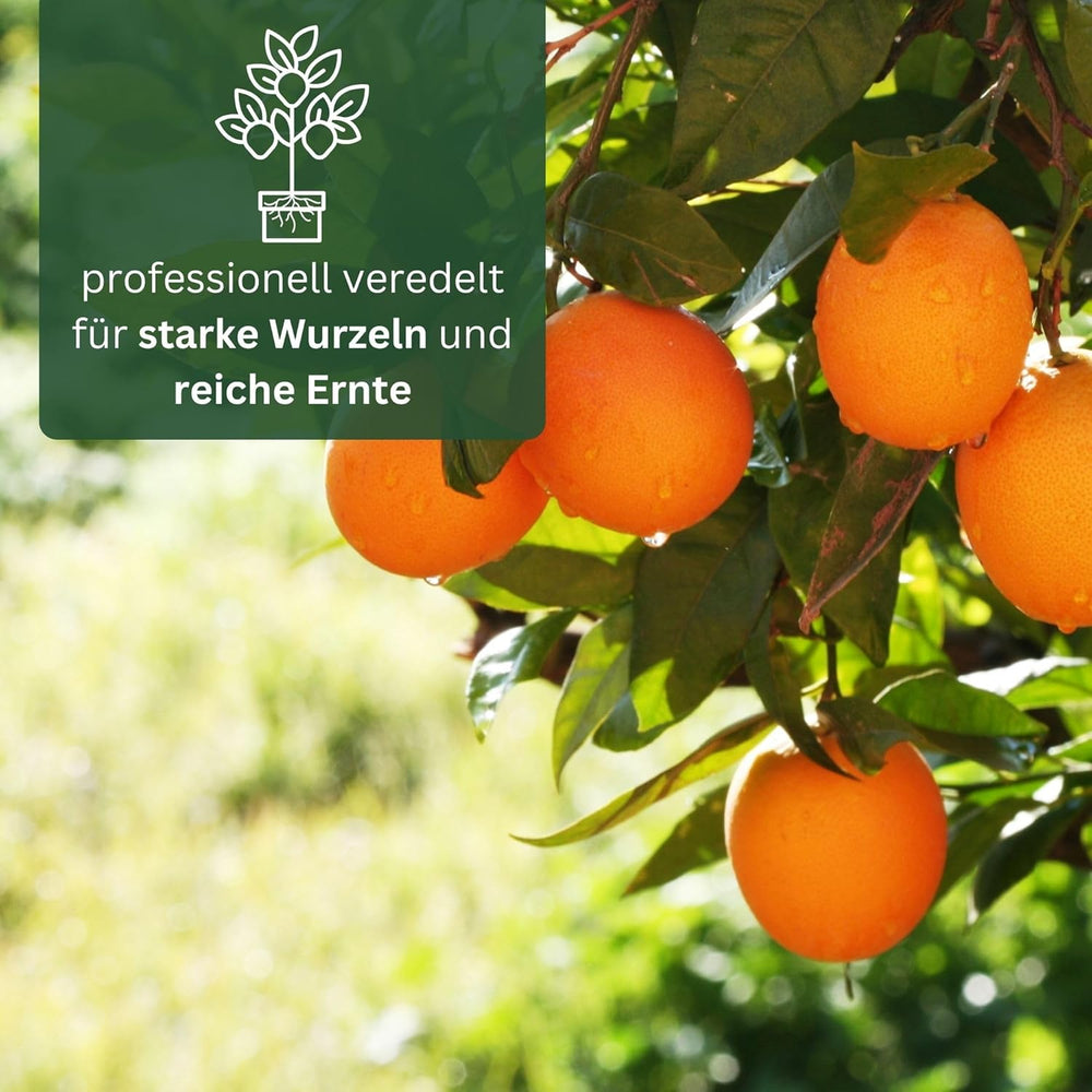 Orange von My Oranjeria – echte Orange – Zitruspflanze – Citrus sinensis – Orange – veredelte Orange für Gärtner (Mezzo [M])