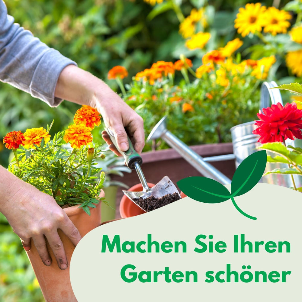 Cosmos Sensation Mix 1g Samen, Cosmos Mix Sommerblumen, Gartenpflanzen Balkonpflanzen, Blumensamen