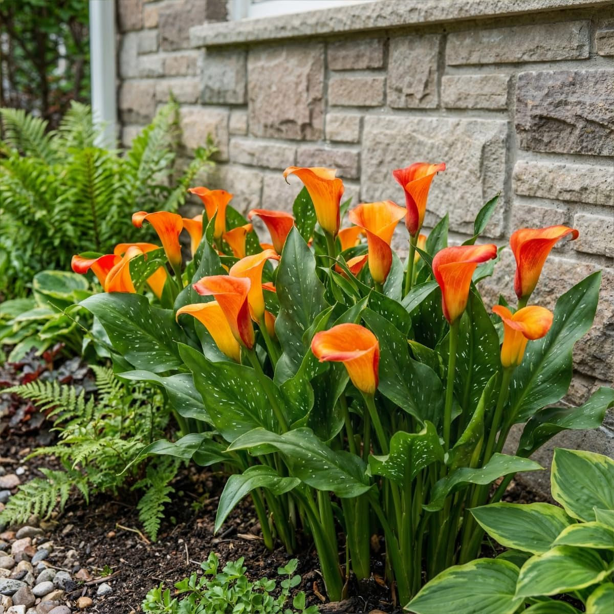 Calla-Zwiebeln, winterhart, mehrjährig – Zantedeschia Orange Passion (Orange) – 5 große Blumenzwiebeln – echte Holland-Pflanzen – für Garten und Töpfe (keine Samen, nicht künstlich)