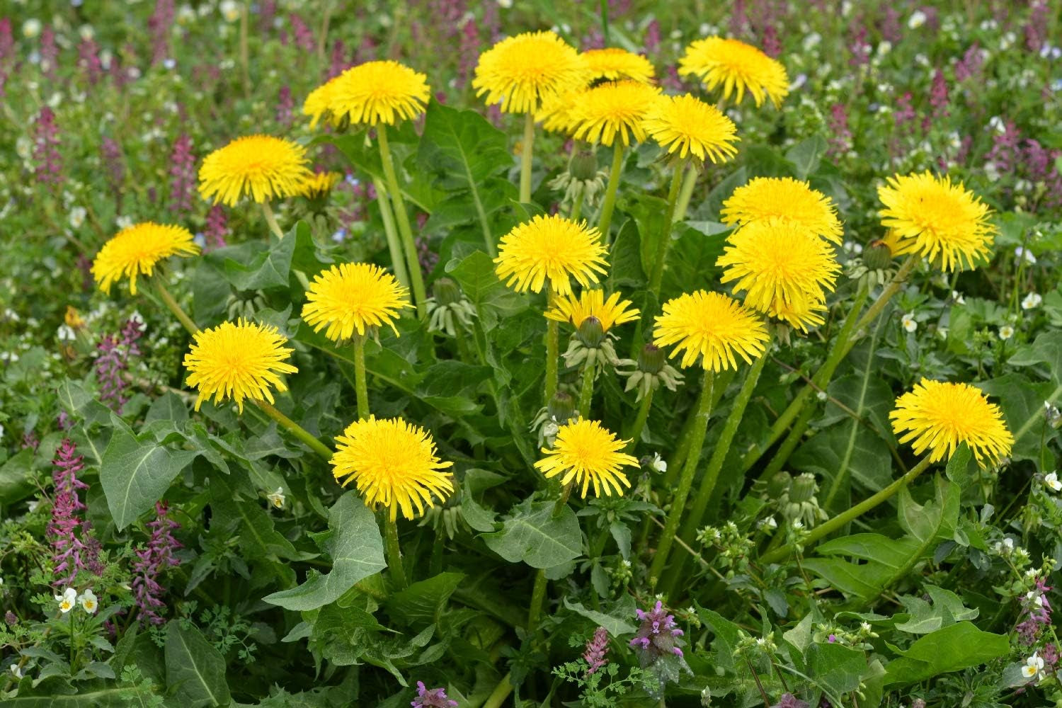 SAFLAX - BIO - Löwenzahn - 400 Samen - Taraxacum officinale